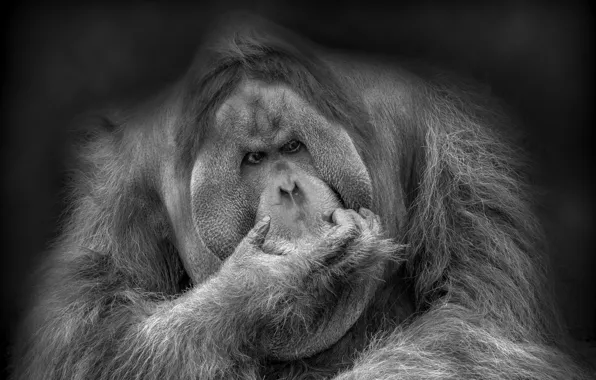 Природа, обезьяна, Orang Utan