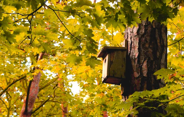 Forest, trees, park, birdhouse