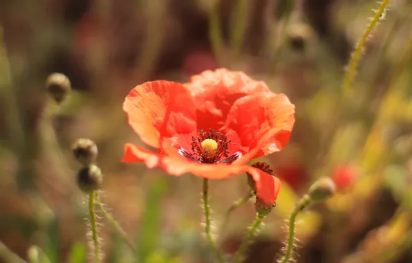 Red, flower, field, poppy, meadow, blooming