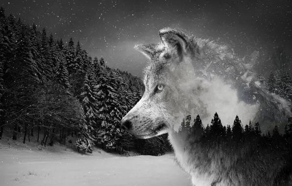 Картинка nature, predator, animal, wolf, wildlife, portrait, portrait., Silver Wolf