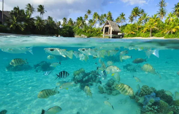 Вода, прозрачность, рыбы, океан, лагуна, under the lagoon