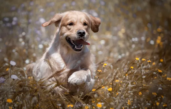 Картинка поле, радость, цветы, собака, колосья, прогулка, Голден ретривер, Золотистый ретривер