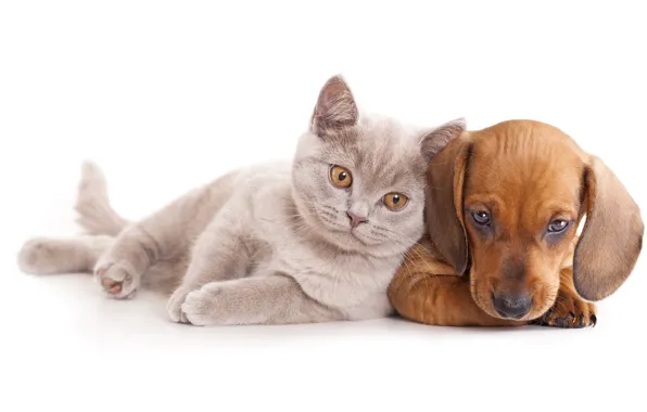 Кошка, собака, такса, друзья, cat, dog