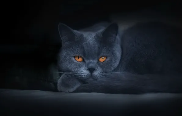 Кошка, кот, взгляд, морда, темный фон, серый, портрет, хвост