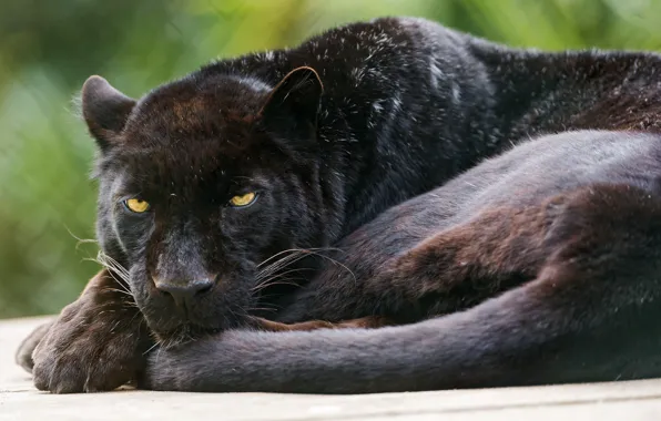 Кошка, черный, пантера, леопард, ©Tambako The Jaguar