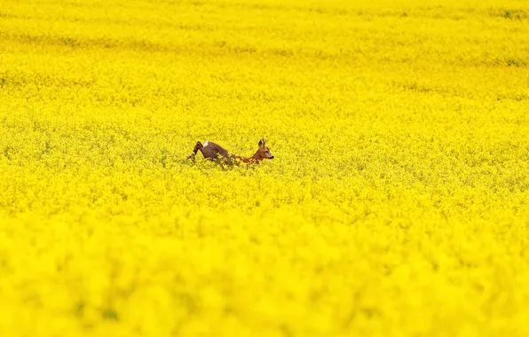 Поле, косуля, рапс