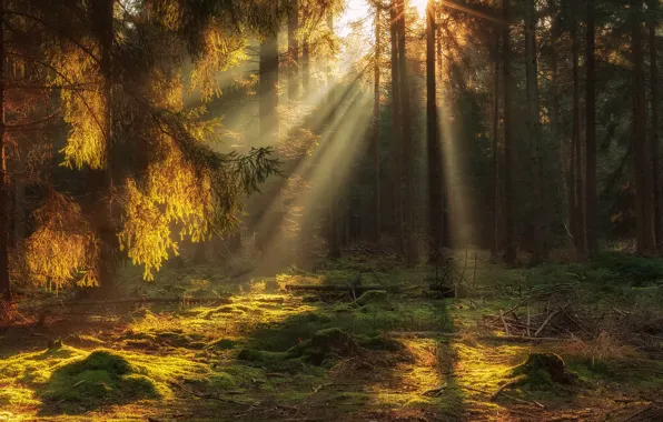 Картинка лес, лучи, свет, деревья, природа