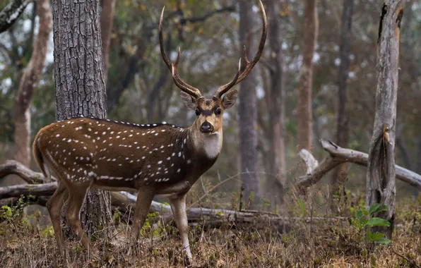 White, black, brown, dots, deer, horn, sharp, animal_stan