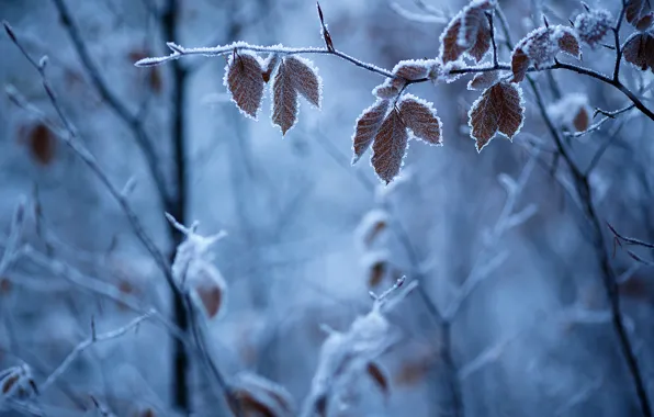 Картинка зима, иней, листья, ветки, природа, мороз