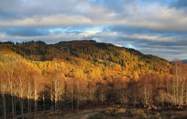 Картинка осень, лес, деревья, холм