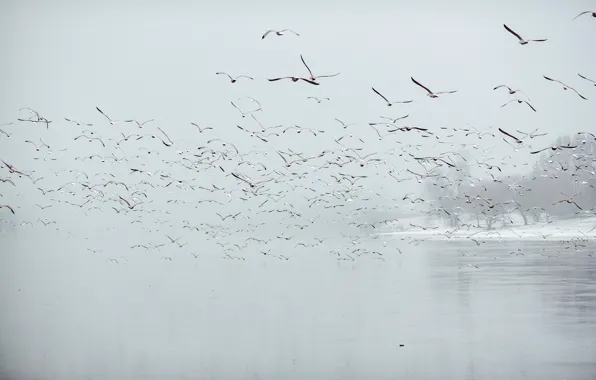 Картинка Birds, fog, Lietuva, Kaunas