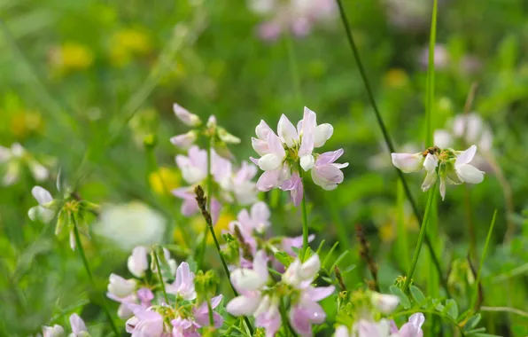 Картинка flower, meadow, blooming