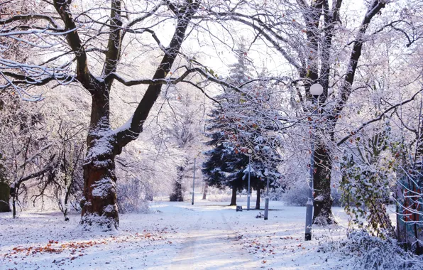 Forest, park, winter, tree, cold