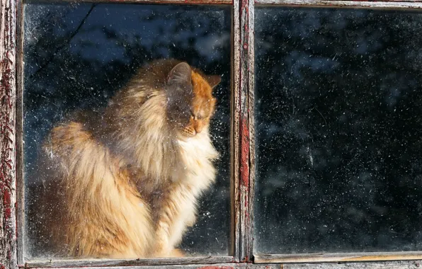 Картинка кошка, дом, окно