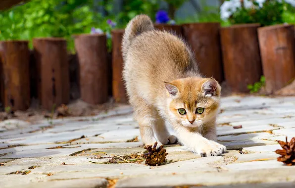 Кошка, лето, взгляд, свет, цветы, поза, котенок, плитка