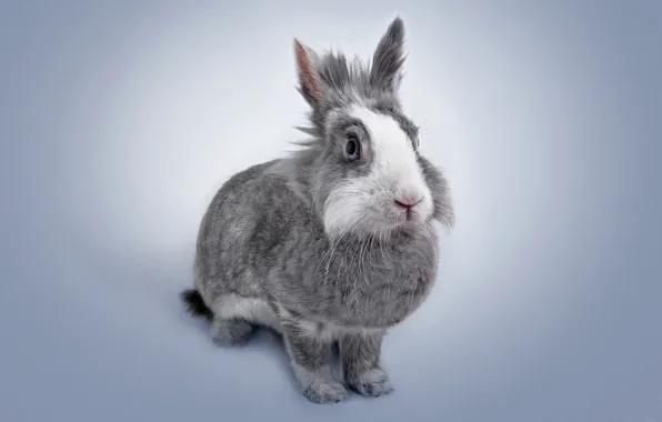 Картинка кролик, уши, домашнее животное