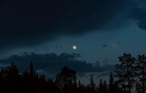 Картинка лес, небо, облака, деревья, природа, луна, вечер
