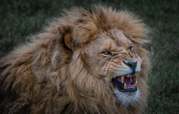 Лев рычащий (66 фото)
