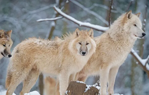 Nature, predator, animal, wolf, wildlife, portrait, portrait., Canis lupus. face