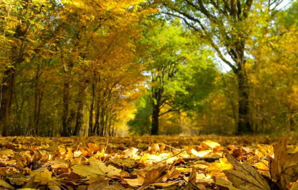 Картинка Осень, Деревья, Fall, Листва, Autumn, Trees, Leaves