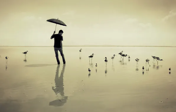 Картинка море, птицы, зонт, парень