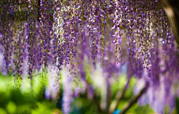 Картинка цветы, flowers, bokeh, purple, wisteria