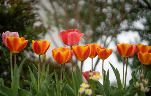 Картинка зелень, листья, цветы, оранжевый, ветки, красный, фон, весна
