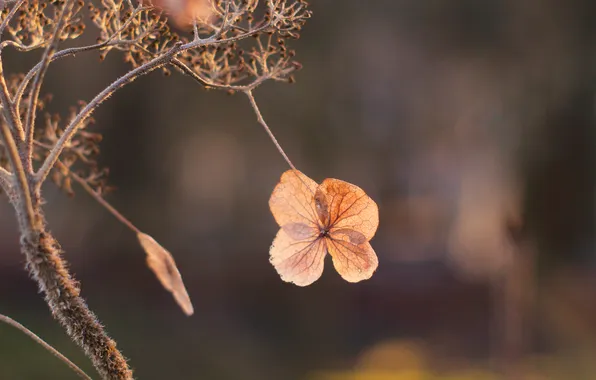 Flower, dry, hortensja