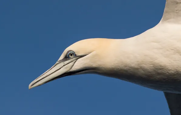 Sky, blue, flight, eye, sunny, grannet