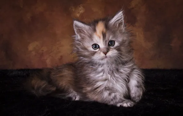 Кошка, взгляд, поза, темный фон, котенок, серый, мордочка, лежит