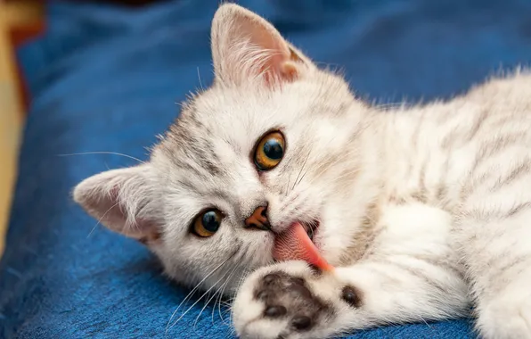 Язык, кошка, взгляд, поза, котенок, серый, лежит, мордашка