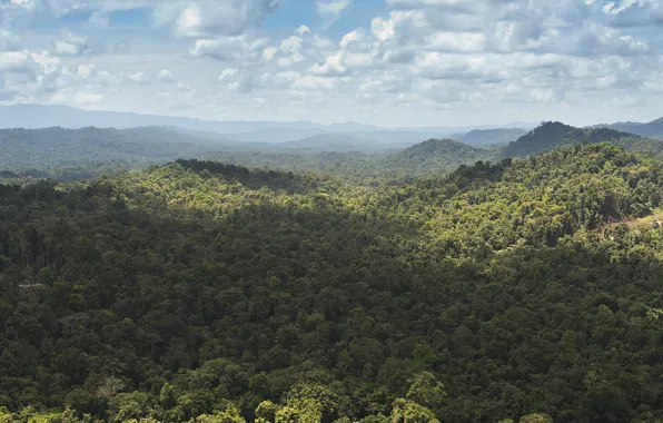 Картинка лес, холмы, джунгли, Новая Гвинея