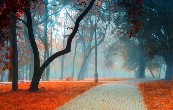 Картинка дорога, осень, листья, деревья, пейзаж, ветки, природа, туман
