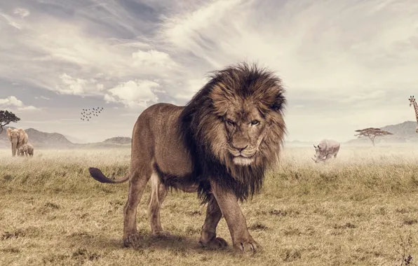 Картинка животное, слон, лев, жираф, саванна, носорог, photoshop, The Lion King