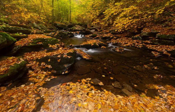 Осень, лес, листья, ветки, камни, берег, водопад, водоем