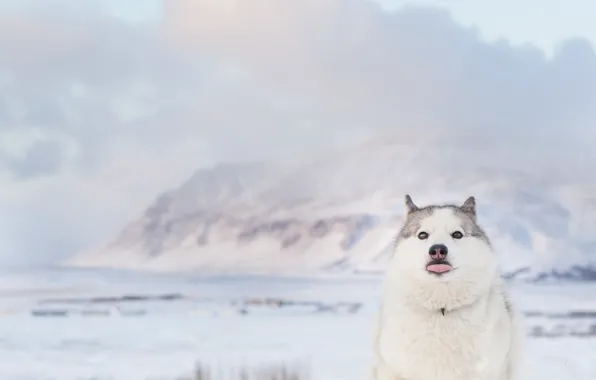 Beach, sea, ocean, dog, winter, clouds, mountain, snow