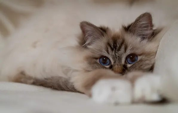 Кошка, кот, взгляд, поза, котенок, портрет, лапки, голубые глаза