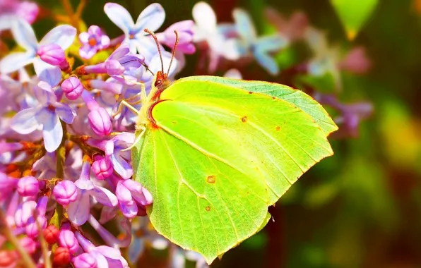 Картинка Макро, Цветы, Весна, Бабочка, Flowers, Spring, Macro, Butterfly