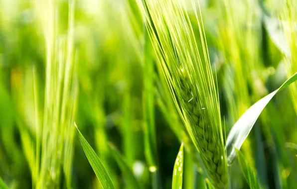 Картинка пшеница, поле, макро, зеленый, фон, widescreen, обои, рожь