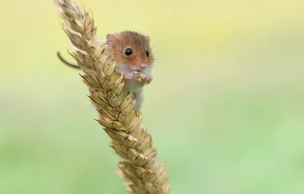 Природа, зерно, мышка, мышь-малютка
