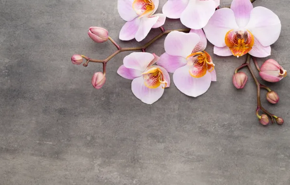 Картинка орхидея, pink, flowers, orchid