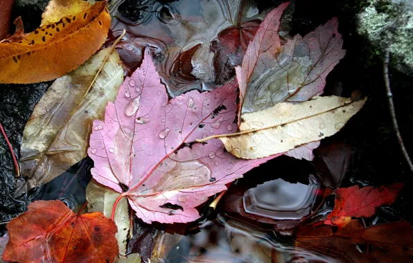 Картинка осень, листья, вода