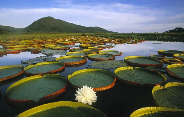 Brasil, River, Amazon, Vitória-Régia, Pantanal