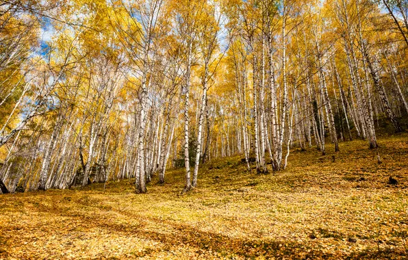 Картинка осень, листья, деревья, склон, березы, роща