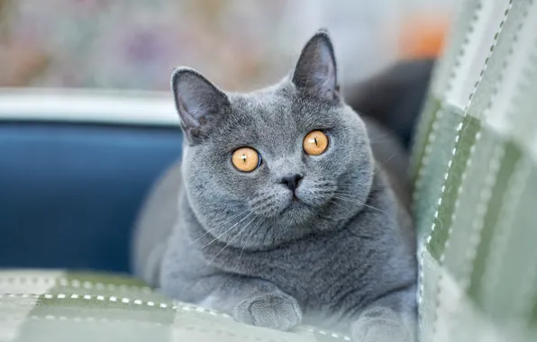 Взгляд, мордочка, котейка, Британская короткошёрстная кошка