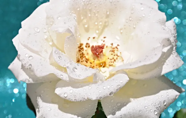 Картинка цветок, вода, капли, роса, роза, лепестки