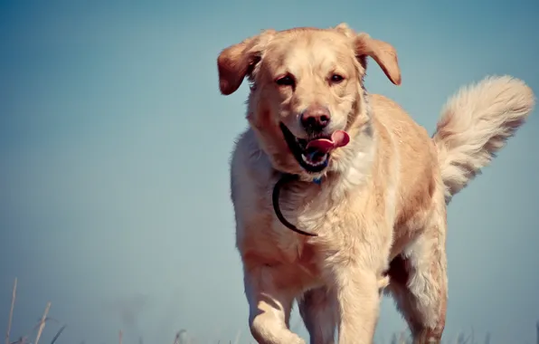 Sky, Dog, Blue, Out, Running, Tongue