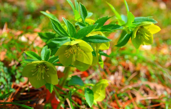 Картинка Листья, Leaves, Green flowers, Зелёные цветы