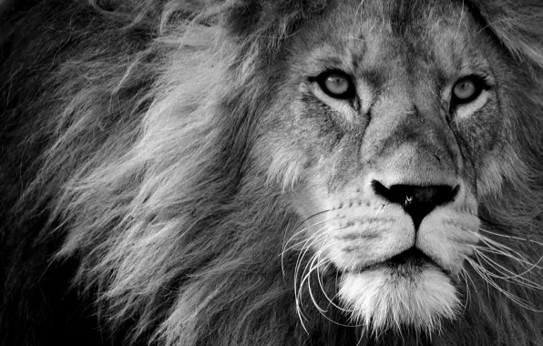 Картинка взгляд, морда, лев, мордочка, sight, muzzle, a lion