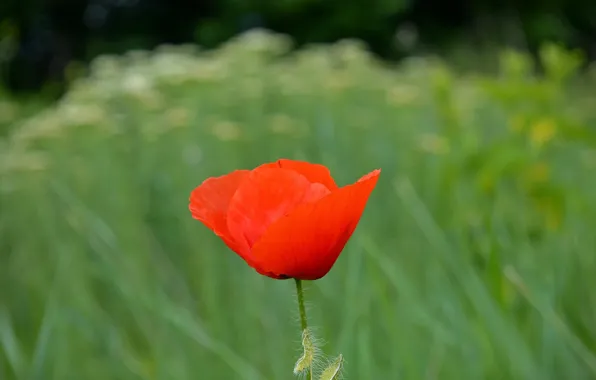 Весна, Мак, Spring, Poppy, Red poppy, Красный мак